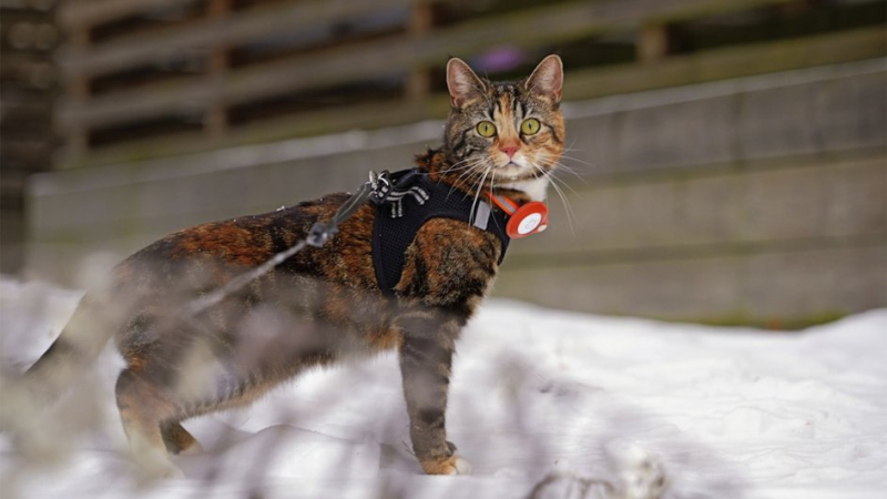 Топ-10 лучших шлеек для кошек в 2025 году: рейтинг редакции Дом Mail