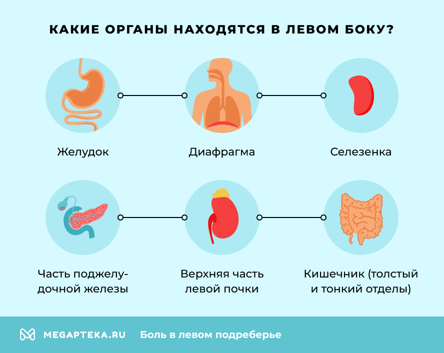 Какие органы находятся в левом боку?