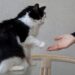 Как подстричь кошке когти если она вырывается